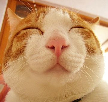 美味しかったなぁ
