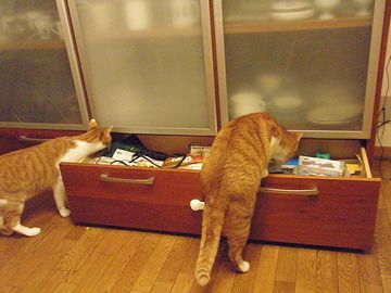 つまり、共犯者がいるわけだ