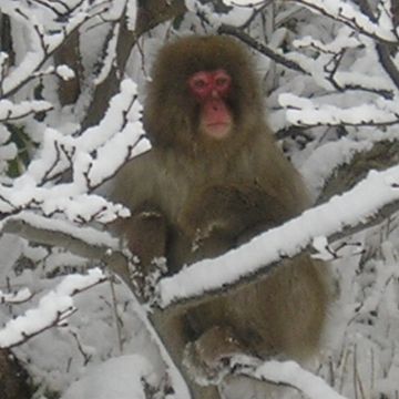 地球上で北限に住むサルです