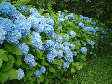 アジサイの花邑