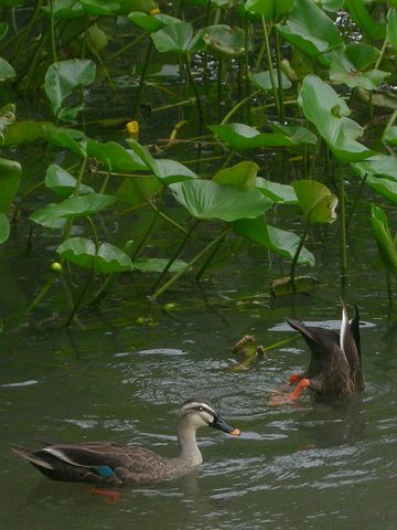 そのままだと、魚や鳥に食べられちゃうわけ