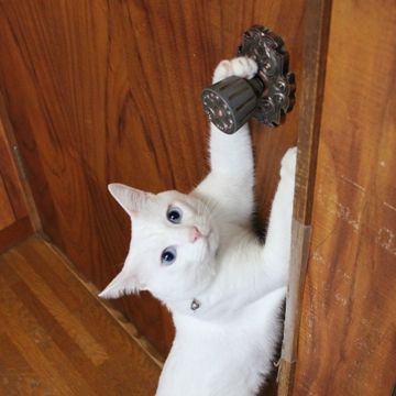 ドアノブが付いてるのに、何で横に引くのよ!
