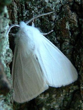 「アメリカシロヒトリ」成虫