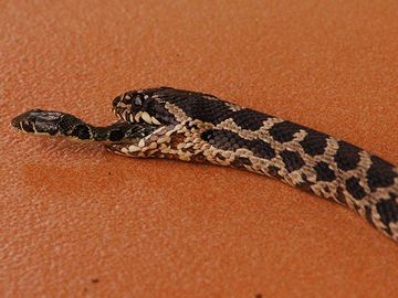 にゃんと、猫にぶち殺された蛇の口から、直前に飲まれたであろう小蛇が出てきたそうです