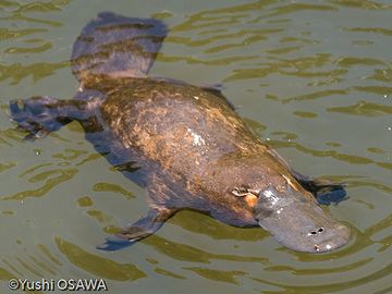 尻尾の太い動物は、タヌキだけじゃないだろ