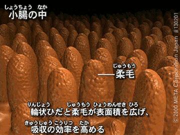 小腸の内側にある柔毛(じゅうもう)っていう小突起の寿命は、わずか24時間