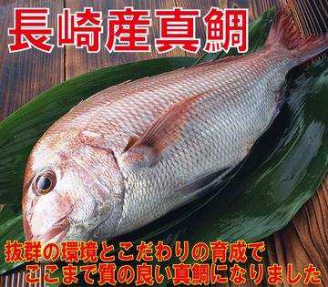 たらふく食べて、のんびり育った魚のほうが、ぜったい美味しいと思うな