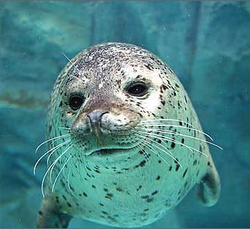 男鹿水族館・ゴマフアザラシ