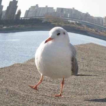 カモメなんかダウンジャケットを着てる