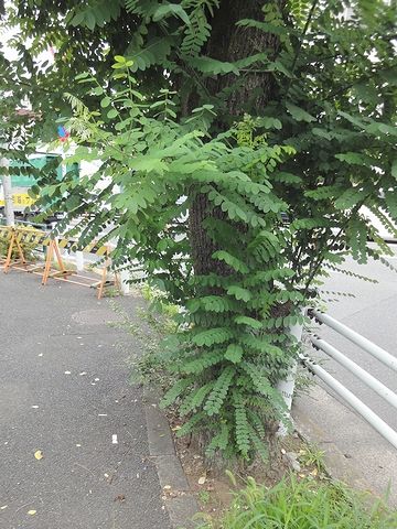 街路樹