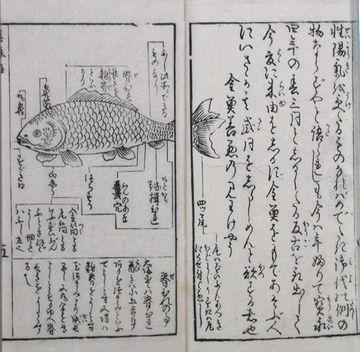 江戸時代の金魚飼育手引書『金魚そだて草』