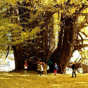 ほとんど同じ太さのまま、幹が真っ直ぐ起ちあがってるんです