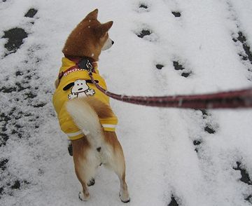 雪の解けた道端は、犬のうんこだらけ