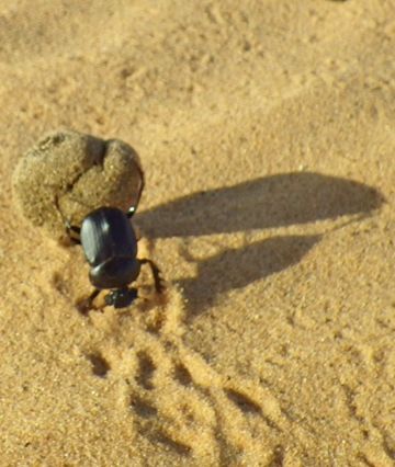 人の一生は重荷を負うて遠き道を行くがごとし