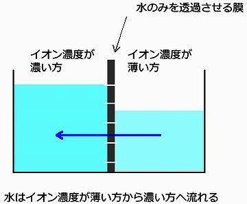 浸透圧により水分を吸収