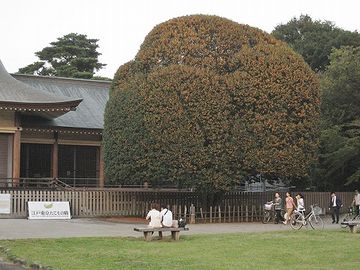 『江戸東京たてもの園』のキンモクセイ