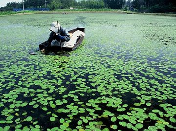 水草だよね