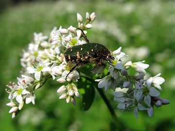 異なった株同士でなければ受粉しない植物を、他家受粉植物と呼ぶ