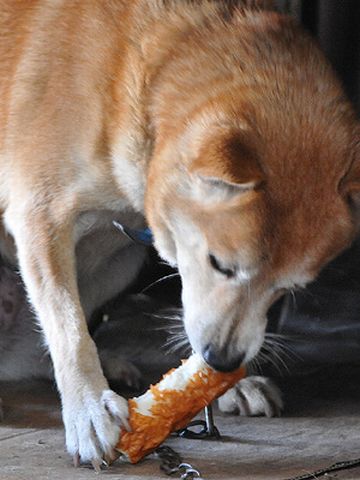 犬が竹輪食べるの？