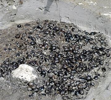 なぜ、どんぐりを残した状態で遺跡化したんでしょう?