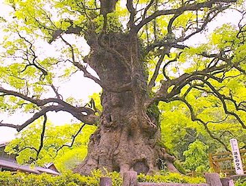 鹿児島県姶良市『蒲生八幡神社』にあるクスノキ