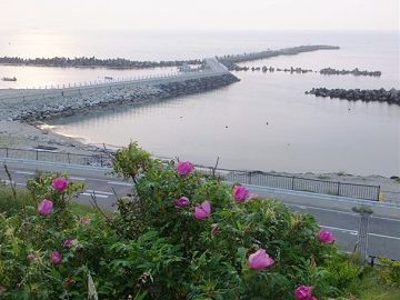 新潟海岸に咲くハマナス。夕暮れのようです。写真の載ってる日付は、5月26日でした。