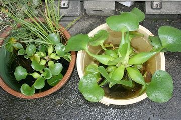 左右の鉢のホテイアオイは、違う品種ではありません