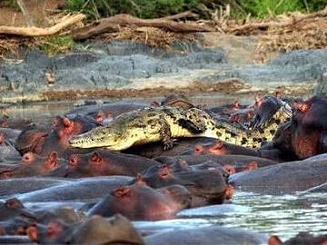 ワニが、カバの背中を渡ってます