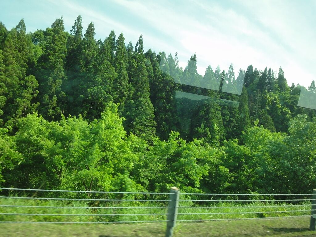 植物の天下だね