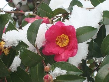 植物の雪椿について