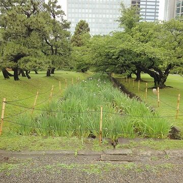 しょうぶ田