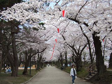 千秋公園・春は、桜