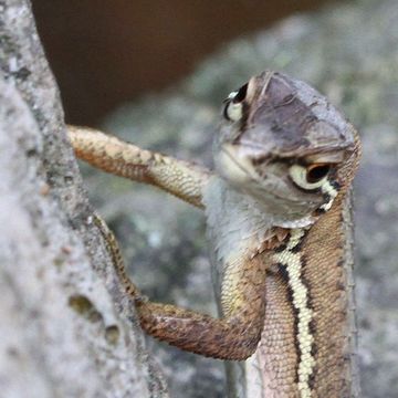 こんな顔でしょ?