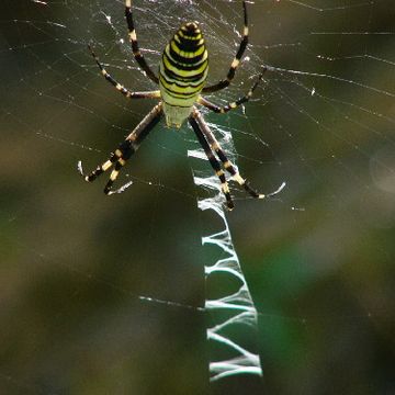 ジグザグの糸は、横糸を張る時の足場糸だそうです