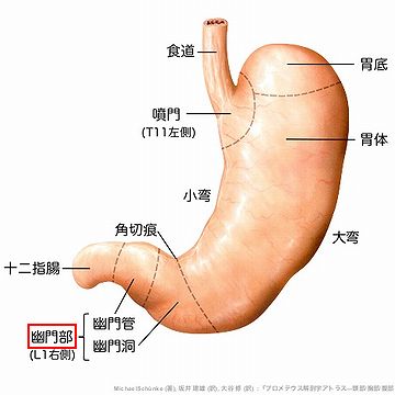 なんで天辺が、『胃底』なんでしょう?
