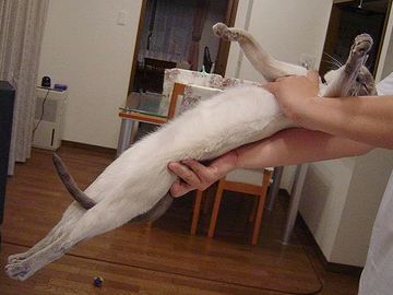 硬直してるから、手をお腹まで持っていくなんて、無理な話