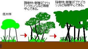 シラカバに取って代わります