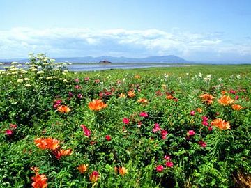 小清水原生花園