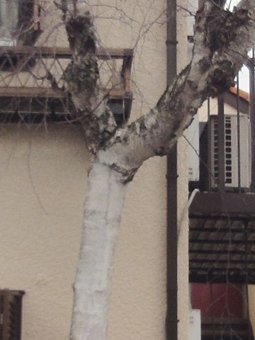 木肌からして、シラカバ