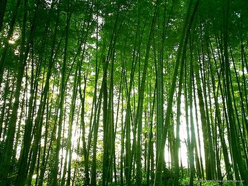 敷地の中に、子供なら迷いそうな竹林があった