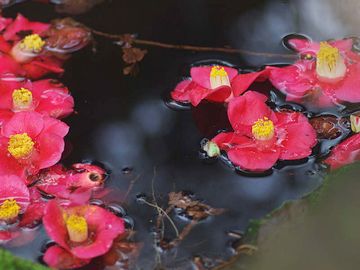 いそ山に春は咲てふ玉椿　かかるやなみの光なるらん