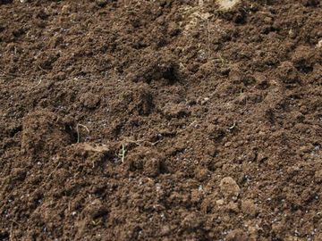 ミミズはね、死んだら土の中で消えてなくなるんだって