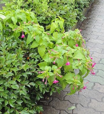 赤い花はオシロイバナ