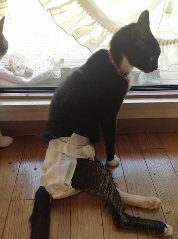 飼い主と2人でオムツってのは、洒落にならん