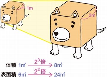 体長の3乗が体重であり、体長の2乗が体表面積です