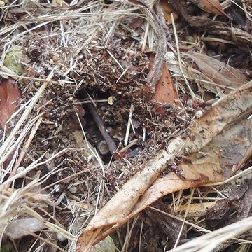 昆虫ゼリーは完全に失くなり