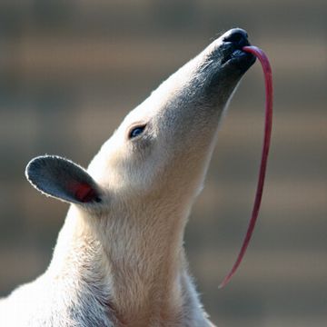 口突っこんで、舌で絡めとる