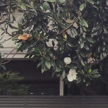 おそらくは、タイサンボク