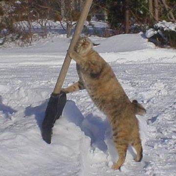 万が一、雪が積もっても、雪かきしなくていいし