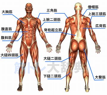 肝心要の“キン”肉が付いてないぞ